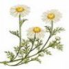 Chamomile Therapeutic Massage Oil
